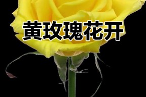 华体会网址-玫瑰盛开,芬芳扑鼻人人动容