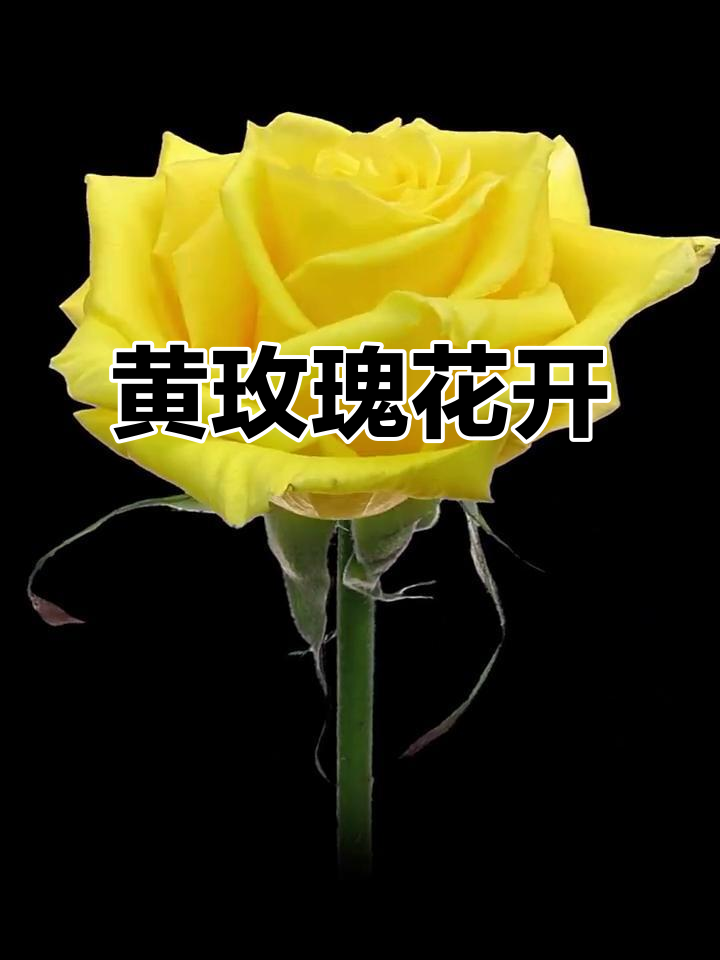 华体会网址-玫瑰盛开,芬芳扑鼻人人动容  第1张 华体会网址-玫瑰盛开,芬芳扑鼻人人动容  第1张