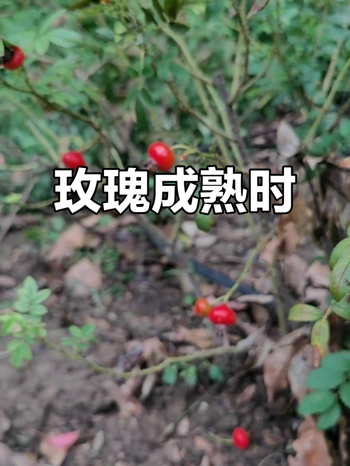 华体会网址-玫瑰盛开,芬芳扑鼻人人动容  第2张 华体会网址-玫瑰盛开,芬芳扑鼻人人动容  第2张