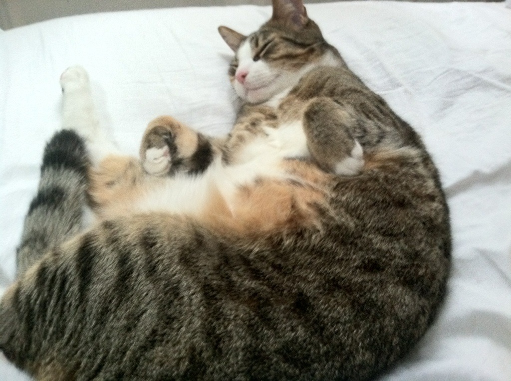 华体会-当文艺复兴的战术板，遇见南美的热血—NBA季后赛的佛罗伦萨与委内瑞拉时刻  第2张